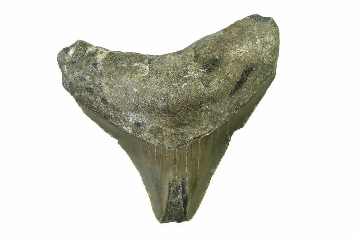 Serrated, Juvenile Megalodon Tooth - North Carolina #338536